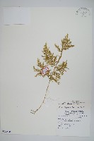 異葉卷柏藏品圖，第1張