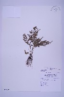 尖葉鐵角蕨藏品圖，第1張