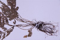 尖葉鐵角蕨藏品圖，第3張