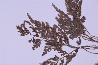 尖葉鐵角蕨藏品圖，第4張