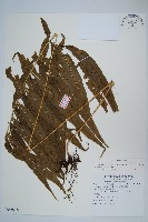 大線蕨藏品圖，第1張