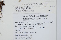 大線蕨藏品圖，第2張