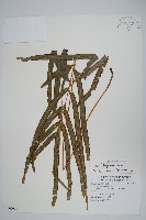 長葉鳳尾蕨藏品圖，第1張