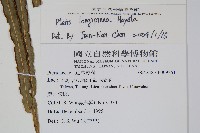 長葉鳳尾蕨藏品圖，第2張