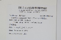 日本金粉蕨藏品圖，第2張