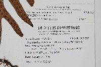 海岸星蕨藏品圖，第2張