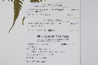 密毛毛蕨藏品圖，第2張