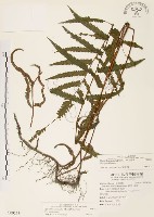 毛蕨藏品圖，第1張