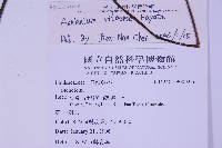 尖葉鐵角蕨藏品圖，第2張