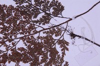 尖葉鐵角蕨藏品圖，第3張