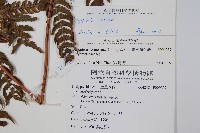 南海鱗毛蕨藏品圖，第2張