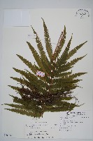 密毛毛蕨藏品圖，第1張