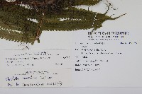 密毛毛蕨藏品圖，第2張