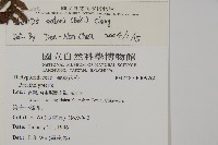 愛德氏肋毛蕨藏品圖，第2張