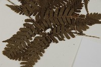 愛德氏肋毛蕨藏品圖，第3張