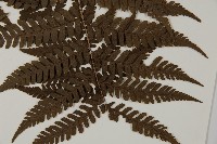 愛德氏肋毛蕨藏品圖，第4張
