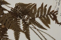 愛德氏肋毛蕨藏品圖，第5張