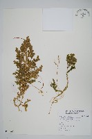 生根卷柏藏品圖，第1張