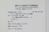 生根卷柏藏品圖，第2張