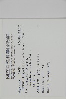 三叉蕨藏品圖，第2張