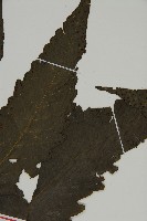 三叉蕨藏品圖，第3張