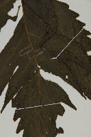 三叉蕨藏品圖，第4張