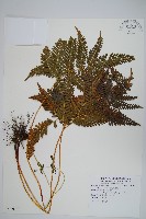 傅氏鳳尾蕨藏品圖，第1張