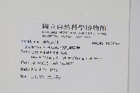 傅氏鳳尾蕨藏品圖，第2張