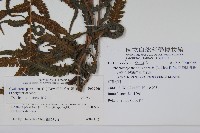 密毛毛蕨藏品圖，第2張