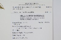 全緣卷柏藏品圖，第2張