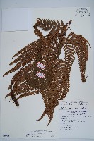 南海鱗毛蕨藏品圖，第1張