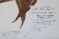 南海鱗毛蕨藏品圖，第2張