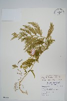 全緣卷柏藏品圖，第1張