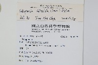 全緣卷柏藏品圖，第2張