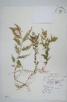 全緣卷柏藏品圖，第1張