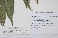 臺灣狗脊蕨藏品圖，第2張