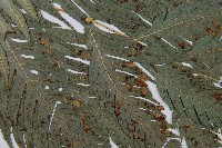 臺灣狗脊蕨藏品圖，第3張