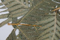 臺灣狗脊蕨藏品圖，第4張