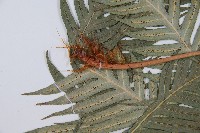 臺灣狗脊蕨藏品圖，第5張