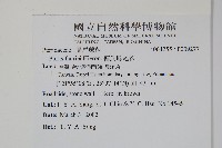 傅氏鳳尾蕨藏品圖，第2張