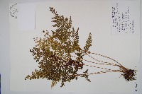 烏蕨藏品圖，第1張