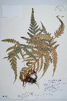 臺灣狗脊蕨藏品圖，第1張