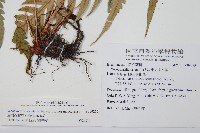 臺灣狗脊蕨藏品圖，第2張