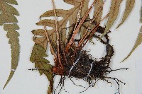 臺灣狗脊蕨藏品圖，第3張