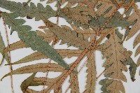 臺灣狗脊蕨藏品圖，第4張