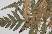 臺灣狗脊蕨藏品圖，第5張