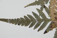 臺灣狗脊蕨藏品圖，第6張