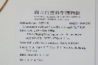 海岸星蕨藏品圖，第2張