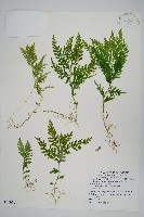 全緣卷柏藏品圖，第1張