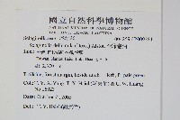 全緣卷柏藏品圖，第2張